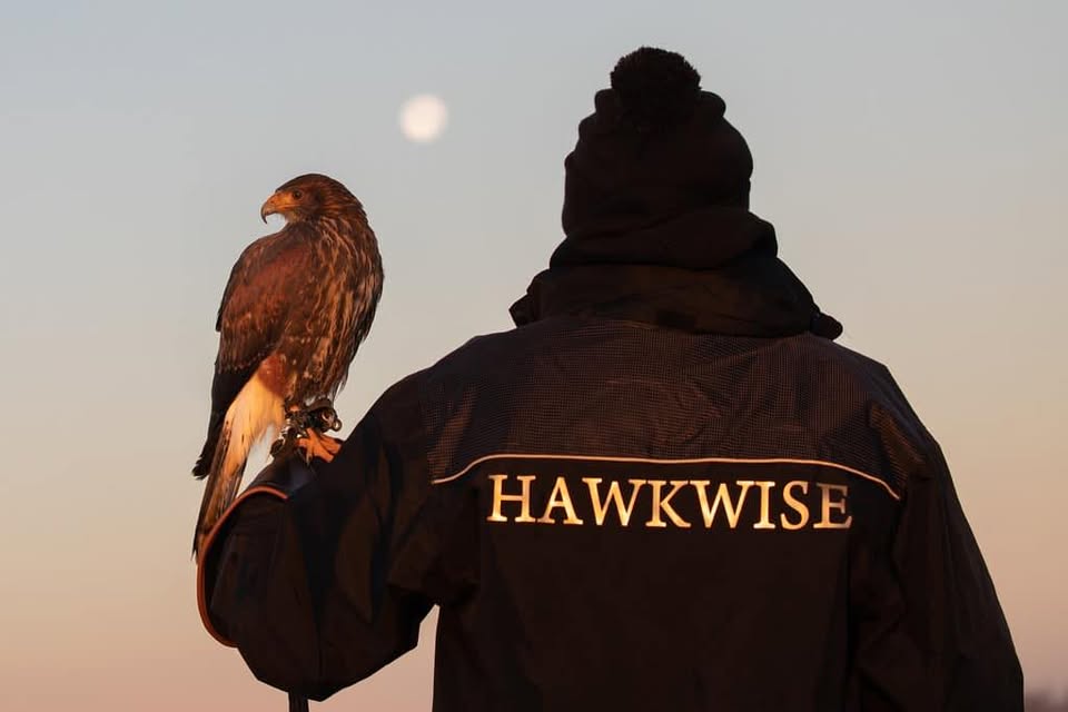 Hawkwise Falconry Day Out In Leicester, King Richard III, Medieval Times
